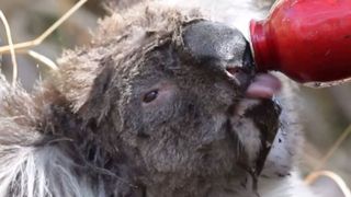 Câinele marginalizat de toți oamenii a devenit eroul care salvează animalele din incendiile devastatoare