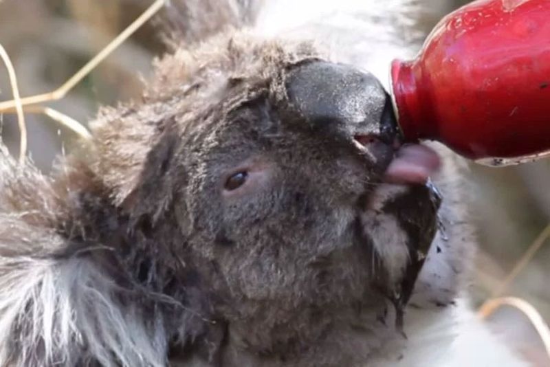 Câinele marginalizat de toți oamenii a devenit eroul care salvează animalele din incendiile devastatoare