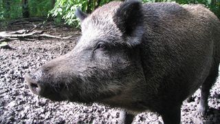 Un tânăr de 16 ani a ajuns de urgență la spital după ce a fost mușcat de față de un porc mistreț în timpul unei partide de vânătoare