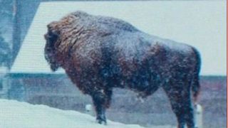 VIDEO | Imagini sf&acirc;șietoare cu un pui de zimbru, eliberat dintr-un laț pus de braconieri