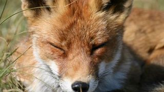 O vulpe rănită de o mașină, descoperită &icirc;n Sectorul 3 al Capitalei. Imagini șocante!