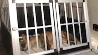 VIDEO | Vulpe salvată de pe un bulevard din București. Ce spun medicii veterinari