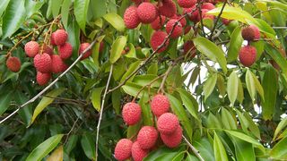 Litchi