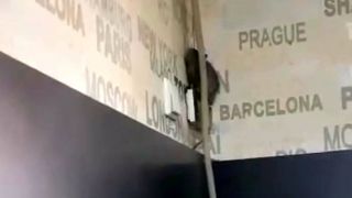 Şobolan, filmat &icirc;ntr-o cofetărie din T&acirc;rgu Jiu, plină de clienţi - VIDEO