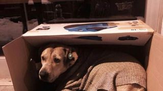 C&acirc;inii fără stăp&acirc;n adăpostiți la mall pe timp de noapte pentru a nu suferi de frig