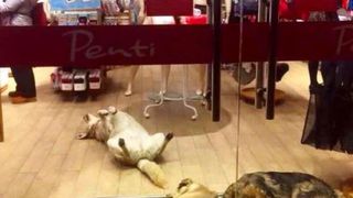 C&acirc;inii fără stăp&acirc;n adăpostiți la mall pe timp de noapte pentru a nu suferi de frig