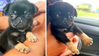 Povestea emoționantă a unui cățel de 5 săptăm&acirc;ni, abandonat &icirc;ntr-o pungă de plastic. Patrupedul pl&acirc;ngea și era acoperit de viermi