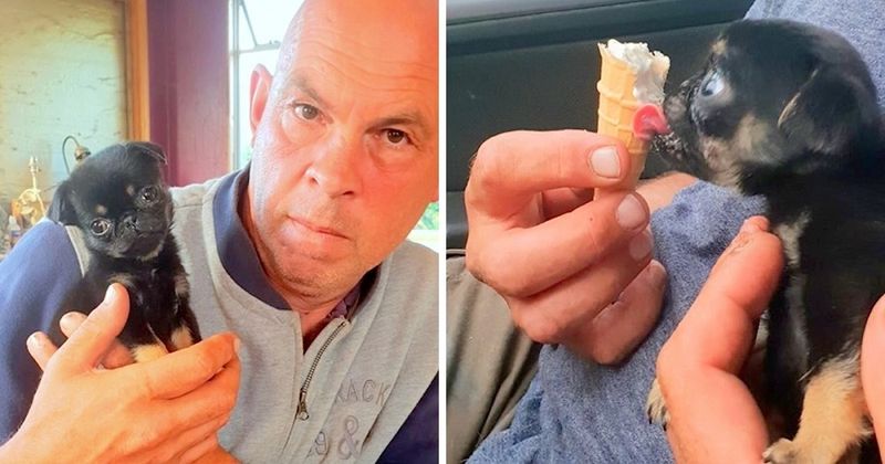 Povestea emoționantă a unui cățel de 5 săptămâni, abandonat într-o pungă de plastic. Patrupedul plângea și era acoperit de viermi