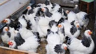 ANSVSA: Gripa aviară, diagnosticată într-o fermă de tip comercial din judeţul Maramureş. Situaţia este sub control, au fost luate toate măsurile de combatere în focar şi nu există posibilitatea afectării sănătăţii populaţiei