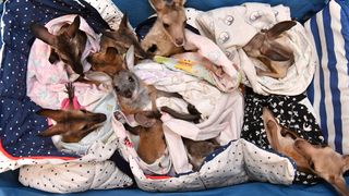 Pui de cangur Australia