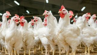 Gripa aviara 2020. Gripa aviara la om