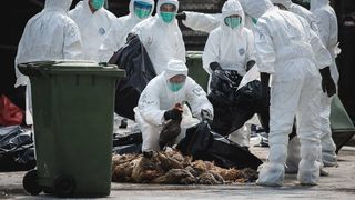 Gripa aviara 2020. Gripa aviara la om