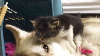 Imagini impresionante cu haita de câini Husky care salvează o pisică de doar trei săptămâni