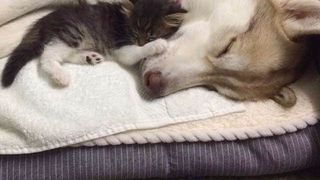 Imagini impresionante cu haita de câini Husky care salvează o pisică de doar trei săptămâni