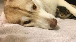 Imagini impresionante cu haita de câini Husky care salvează o pisică de doar trei săptămâni