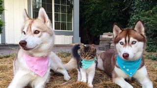 Imagini impresionante cu haita de câini Husky care salvează o pisică de doar trei săptămâni