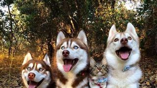 Imagini impresionante cu haita de câini Husky care salvează o pisică de doar trei săptămâni