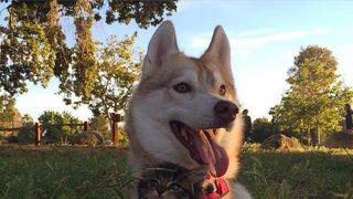 Imagini impresionante cu haita de câini Husky care salvează o pisică de doar trei săptămâni