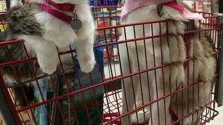 Imagini impresionante cu haita de câini Husky care salvează o pisică de doar trei săptămâni