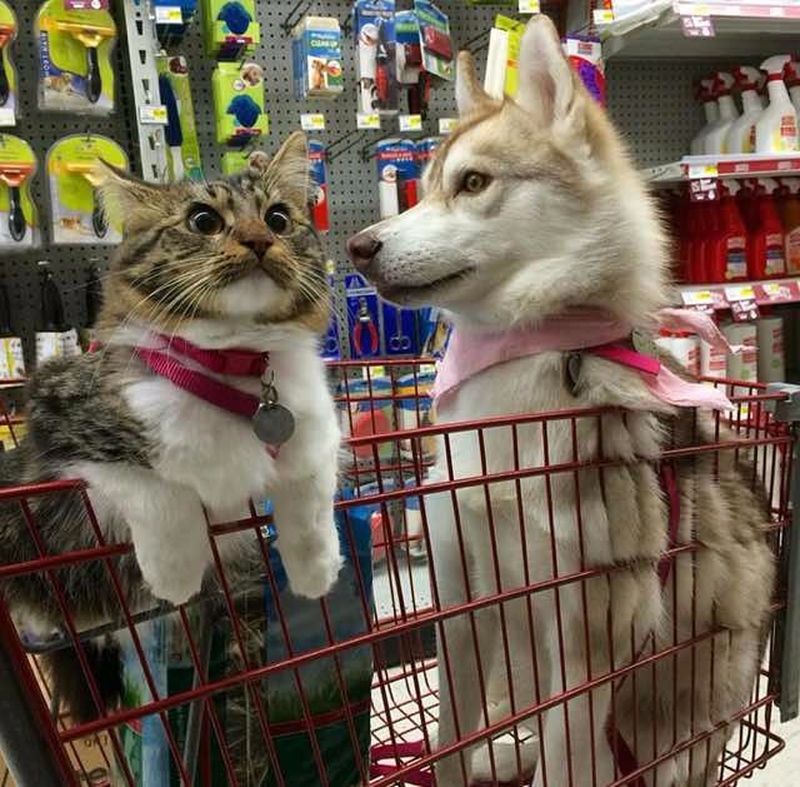 Imagini impresionante cu haita de câini Husky care salvează o pisică de doar trei săptămâni