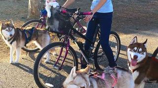 Imagini impresionante cu haita de câini Husky care salvează o pisică de doar trei săptămâni