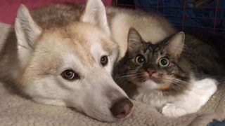 Imagini impresionante cu haita de câini Husky care salvează o pisică de doar trei săptămâni