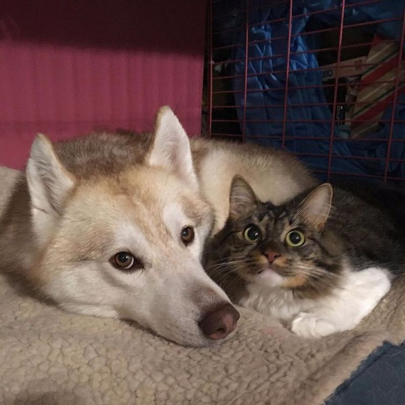 Imagini impresionante cu haita de câini Husky care salvează o pisică de doar trei săptămâni