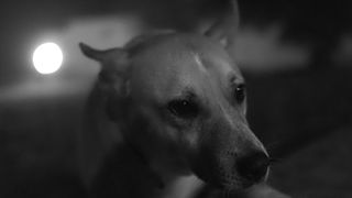 Scrisoarea emoționantă a cățeilor către Cristina Țopescu! ”Pupă-i din partea noastră pe Fix, Codiță și pe toți prietenii care ne-au părăsit”