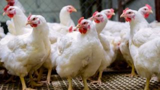 ANSVSA: Carnea de curcan din Ungaria, din ferme aflate în zona de restricţie din cauza gripei aviare, adusă de cele trei depozite din Bihor, distribuită în 26 de judeţe