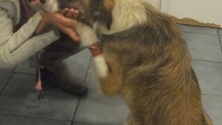 Informații de ultim moment din casa Cristinei Țopescu. Ce se va alege de apartamentul &icirc;n care a murit jurnalista