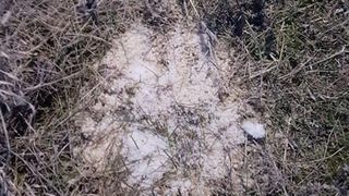 Mână criminală la stână. Ciobanul este disperat! Oile sale mor rând pe rând