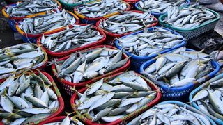 Cel mai toxic peste. Peste contaminat