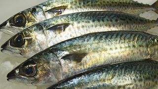 Cel mai toxic peste. Peste contaminat