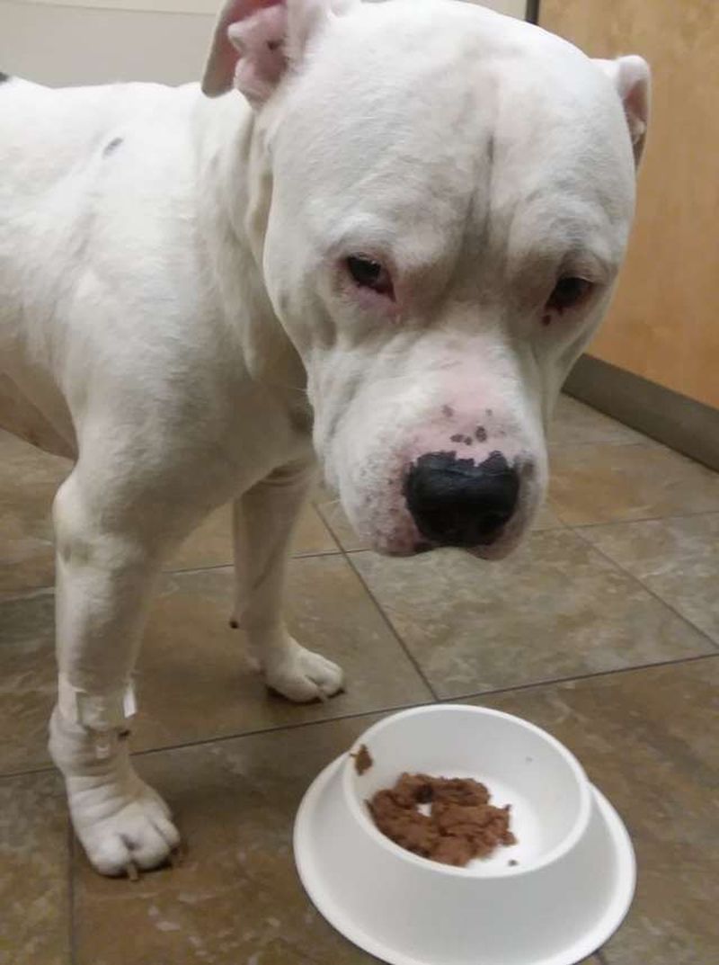 Gestul uimitor făcut de un bărbat pentru câinele său: și-a pus mașina la vânzare pentru a-i salva viața