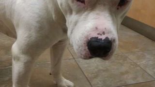 Gestul uimitor făcut de un bărbat pentru c&acirc;inele său: și-a pus mașina la v&acirc;nzare pentru a-i salva viața