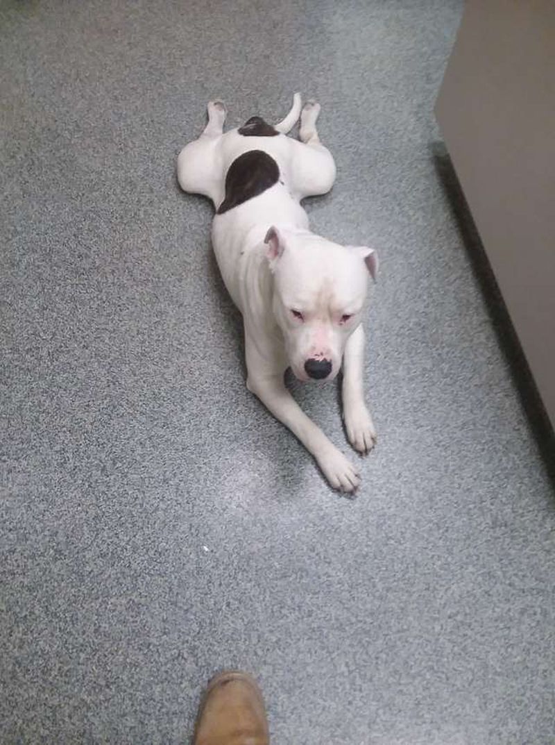 Gestul uimitor făcut de un bărbat pentru câinele său: și-a pus mașina la vânzare pentru a-i salva viața