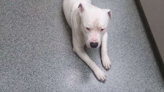 Gestul uimitor făcut de un bărbat pentru c&acirc;inele său: și-a pus mașina la v&acirc;nzare pentru a-i salva viața