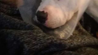 Gestul uimitor făcut de un bărbat pentru câinele său: și-a pus mașina la vânzare pentru a-i salva viața