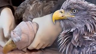 VIDEO | Vultur rar, &icirc;mpușcat de braconieri