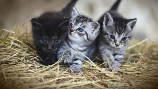 Timișoara: Un t&acirc;năr adopta pisici apoi le omora cu bestialitate