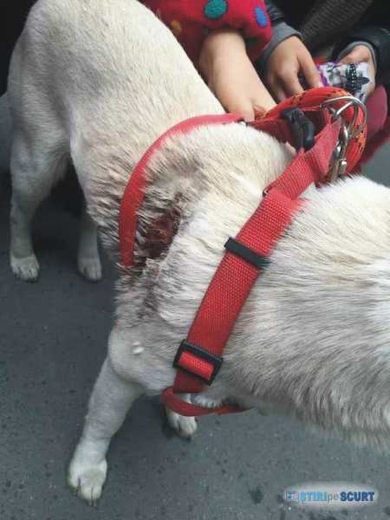 Imagini șocante cu o cățelușă țintită de un vânător. Patrupedul are două săgeți înfipte în corp