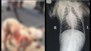 Imagini șocante cu o cățelușă țintită de un v&acirc;nător. Patrupedul are două săgeți &icirc;nfipte &icirc;n corp