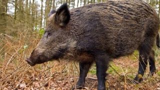 Prahova: 18 noi cazuri de pestă porcină africană, confirmate la mistreţi