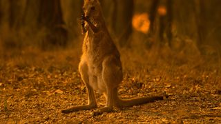 Australia din nou &icirc;n pericol. Valurile de caniculă se abat peste vegetație