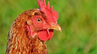 Piept de pui. Ce pericol ascunde carnea de pui dacă are aceste semne pe ea