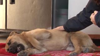 C&acirc;inele traumatizat