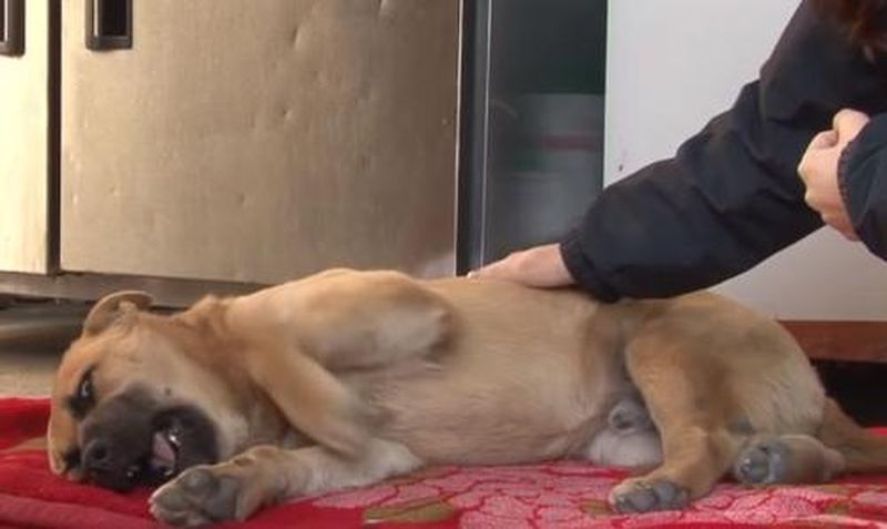 Câinele traumatizat