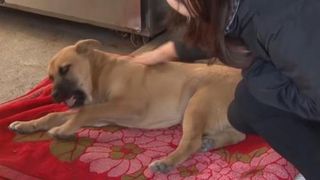 C&acirc;inele traumatizat: pl&acirc;nge &icirc;n fiecare noapte &icirc;n timp ce doarme