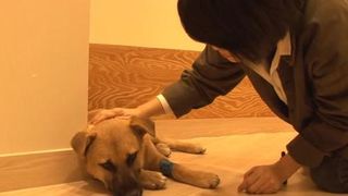 C&acirc;inele traumatizat