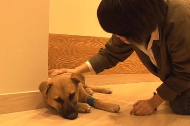 Câinele traumatizat